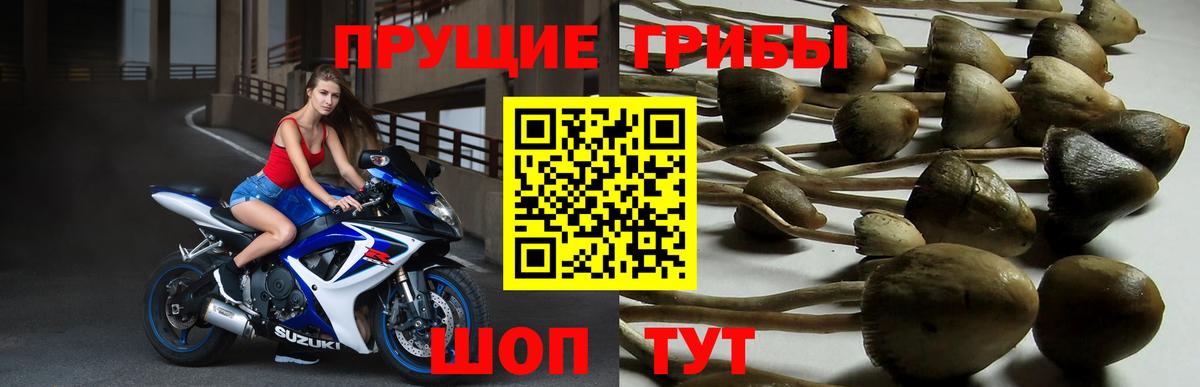 где купить наркоту  Вход с VPN  Амурск  Псилоцибиновые грибы Psilocybe 